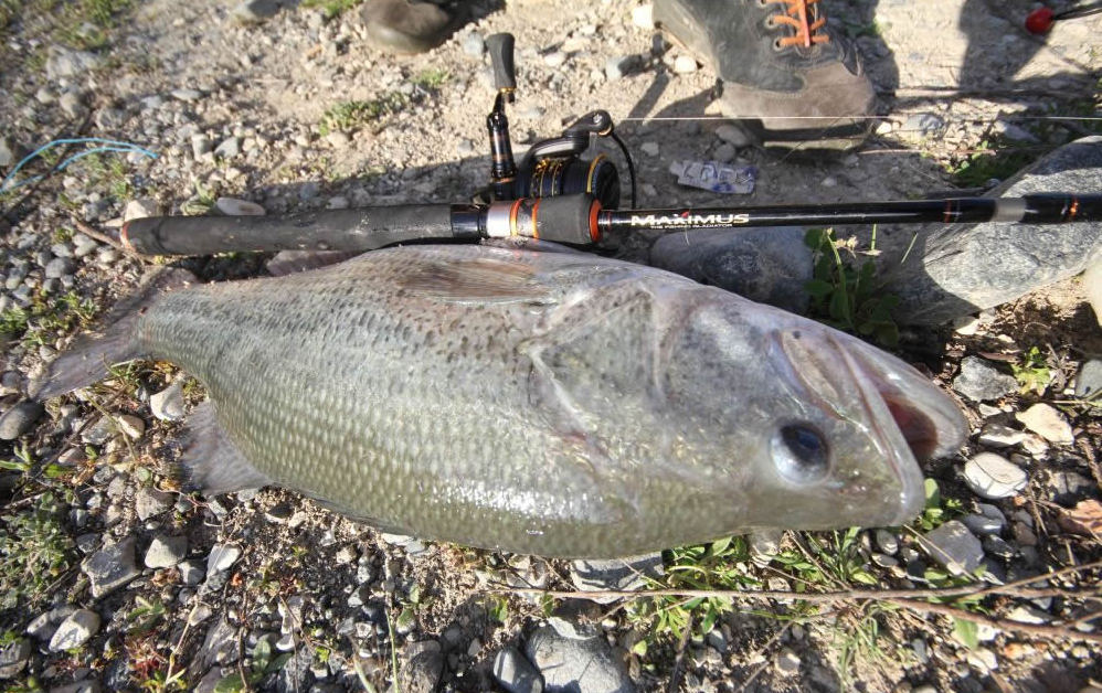 maximus smuggler.jpg