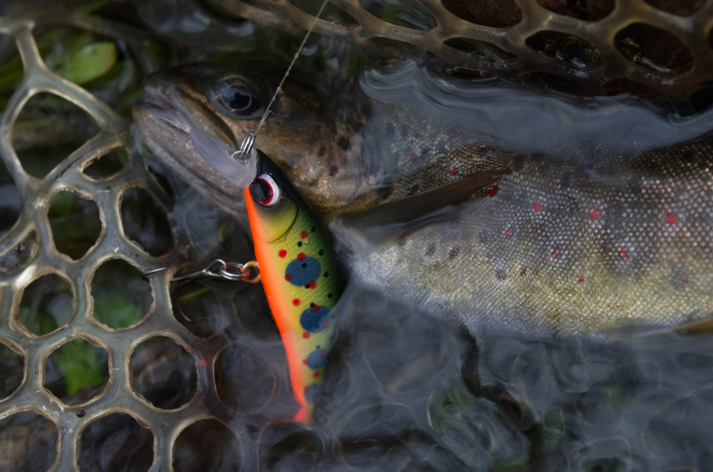 DSC_2720204.jpg DSC_2720204.jpg