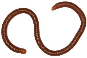   LureMax Earthworm