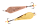 G/C