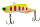 033 Night Canary
